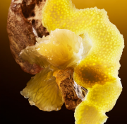 Bvlgari Le Gemme Tygar X Refik Anadol Парфумована вода для чоловіків 125 мл 3 – techzone.com.ua Bvlgari Le Gemme Tygar X Refik Anadol Парфумована вода для чоловіків 125 мл 3 – techzone.com.ua