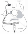 CORT L300VF (Natural) 4 – techzone.com.ua