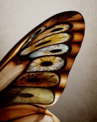 Orto Parisi Risvelium Парфуми унісекс 50 мл 5 – techzone.com.ua