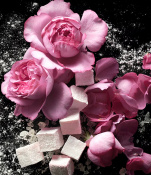 Kilian Love Don't Be Shy Extreme Парфумована вода 100 мл тестер (refill) 2 – techzone.com.ua Kilian Love Don't Be Shy Extreme Парфумована вода 100 мл тестер (refill) 2 – techzone.com.ua