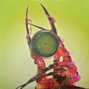 Вінілова платівка LP Lady Gaga: Dawn Of Chromatica - Clear Vinyl 5 – techzone.com.ua