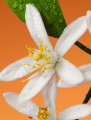 Gucci Fiori di Neroli Парфумована вода унісекс 100 мл 3 – techzone.com.ua