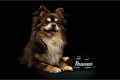 IBANEZ IBWL001 BOWL BLACK Миска для собак 3 – techzone.com.ua