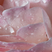 Maison Francis Kurkdjian L'eau A La Rose Туалетна вода для жінок 70 мл 6 – techzone.com.ua Maison Francis Kurkdjian L'eau A La Rose Туалетна вода для жінок 70 мл 6 – techzone.com.ua