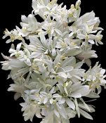 Kilian Good Girl Gone Bad Парфумована вода для жінок 100 мл Тестер (refil) 2 – techzone.com.ua Kilian Good Girl Gone Bad Парфумована вода для жінок 100 мл Тестер (refil) 2 – techzone.com.ua